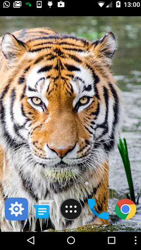 cool tiger wallpaper Screen 2