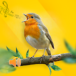 Cover Image of Baixar New Birds Ringtones 2021 - Bird sound mp3 3.3 APK