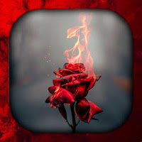 Red Rose Wallpaper Live HD-3D