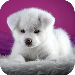 Cover Image of Download Dog Wallpaper HD 1.06 APK