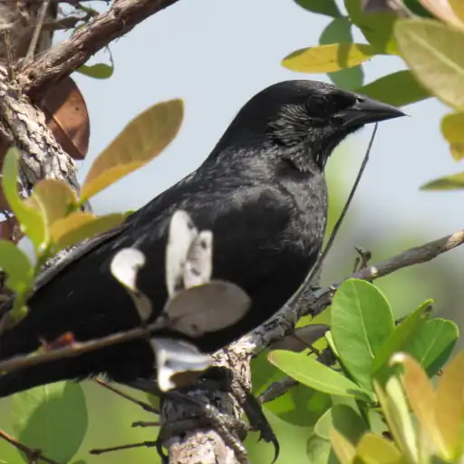 Cantos do Passaro Preto, Melro ดาวน์โหลดบน Windows