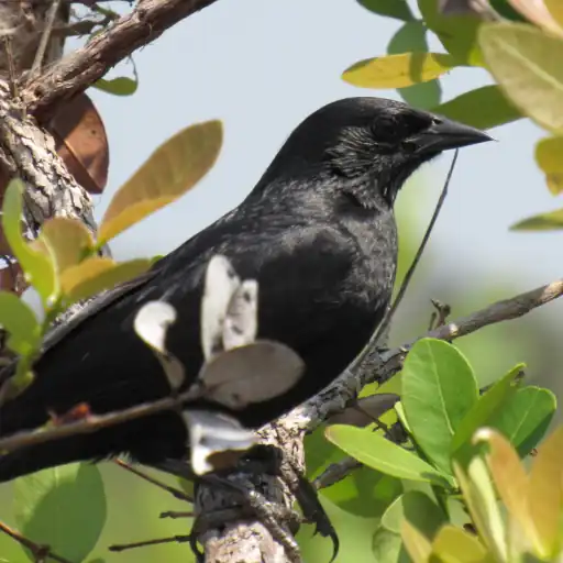 Cantos do Passaro Preto, Melro  Icon