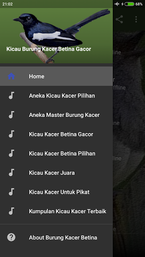 Kicau Kacer Betina Gacor Mp3