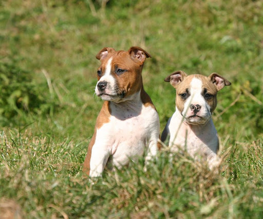 American Staffordshire Terrier