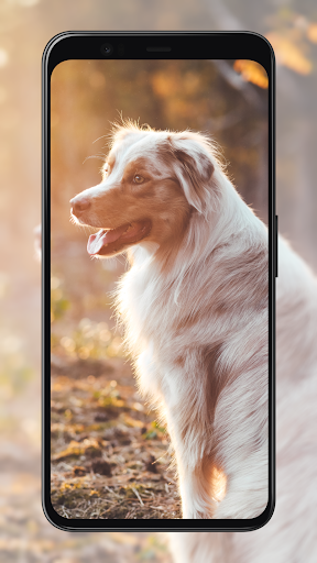Android application Dog Wallpapers screenshort