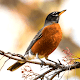 Robin Sounds - Robin Bird Calls Download on Windows