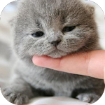 Cover Image of Download Cute Cat Wallpaper HD 1.1.1 APK