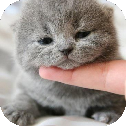 Cute Cat Wallpaper HD logo