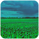 Cover Image of Download Field Wallpaper 1.09 APK