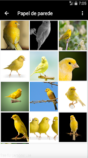 Canary bird sound