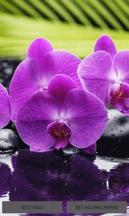 Orchid Purple Flowers LWP - 3 - (Android)