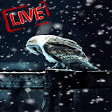 Snow Live Wallpaper HD icon