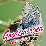 Cover Image of Download Dutch Good Morning Everyday  APK