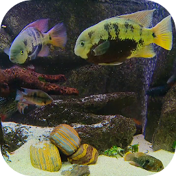 Icon image Fish Tank Live Wallpaper