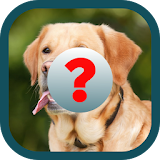 Guess Animals - Easy Spanish icon