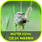 Cover Image of ダウンロード Master Kicau Ciblek Ngebren Offline 1.9 APK