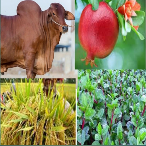 কৃষি সমাধান ও তথ্য