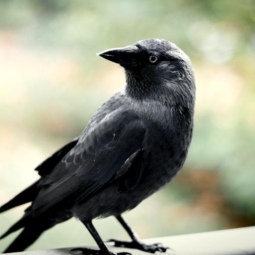 Crow Sounds -Calls & Ringtones logo