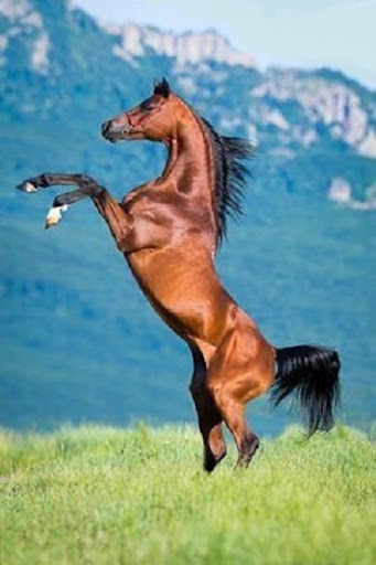 Beautiful horses Screen 2