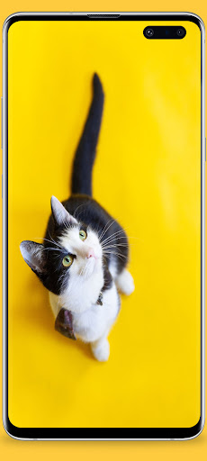 Yellow Wallpapers HD Screen 3