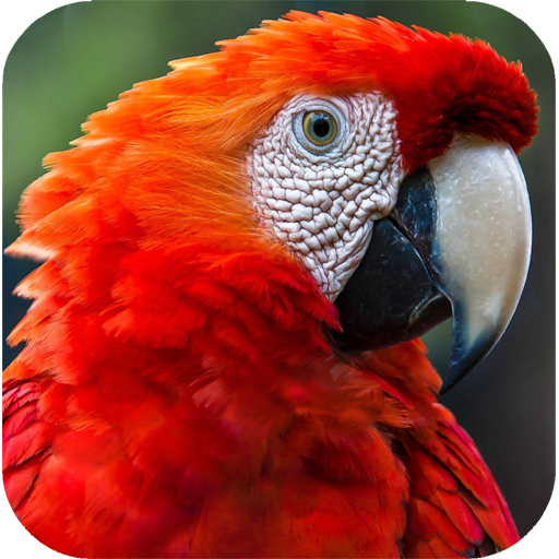 Parrot Wallpapers  Icon