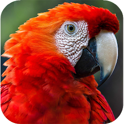 Icon image Parrot Wallpapers