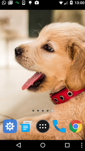 golden dog wallpaper Screen 2