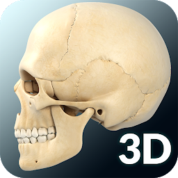 Skull Anatomy Pro.: Download & Review