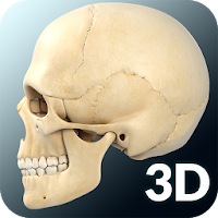Skull Anatomy Pro.