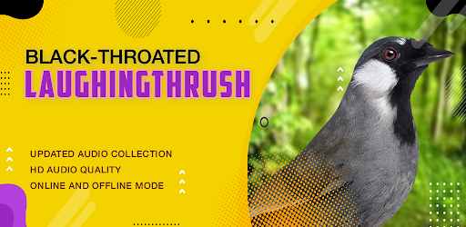 Black-throated laughingthrush Screen 2