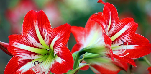 1 Million Love - Quotes, Wallpapers, Jokes ..