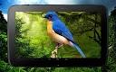 screenshot of 3D birds parallax