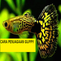 Cara Penjagaan Ikan Guppy
