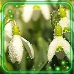 Cover Image of Tải xuống Snowdrops Flowers Spring 1.4 APK