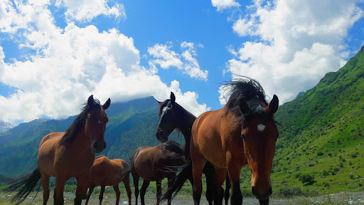Beautiful Horses Puzzle Screen 3