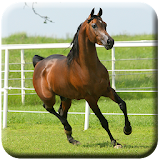 Horse HD  Wallpapers icon