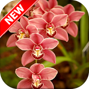 Orchid Wallpaper - Orchid Flowers Wallpaper  Icon