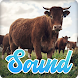 Cow Sounds Effect