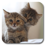 Cover Image of Download Q Cats Live Wallpaper  APK
