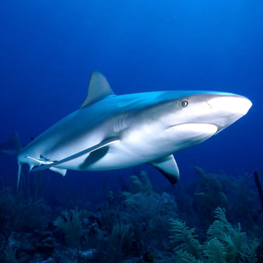 Shark Wallpapers logo