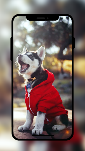 HD Wallpaper  4k Wallpaper