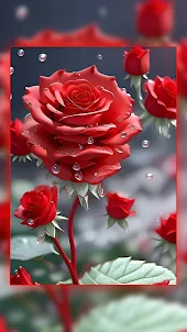 Red Rose Wallpapers : Flowers