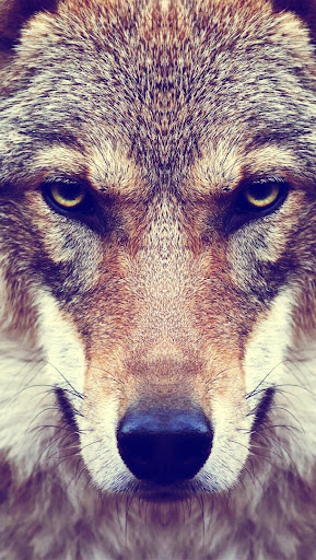 Wolf Wallpaper HD