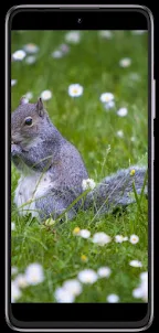 Squirrel phone wallpapers