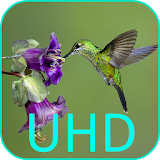 Hummingbirds 4K VideoWallpaper icon