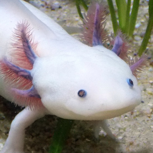 Axolotl Pet  Icon