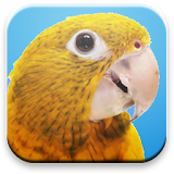 Spoken Genre for Parrots icon