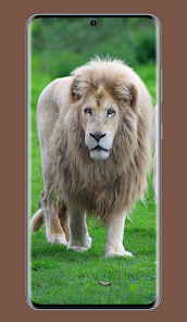 White Lions Pictures 4 APK + Мод (Unlimited money) за Android