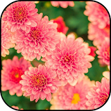 Flowers wallpapers icon