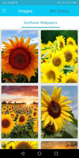 Android application Sunflower Wallpaper HD screenshort